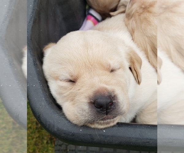 Medium Photo #5 Labrador Retriever Puppy For Sale in OLYMPIA, WA, USA