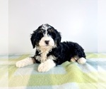 Small #2 Bernedoodle (Miniature)