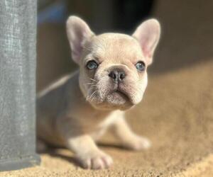 French Bulldog Puppy for sale in BURBANK, CA, USA