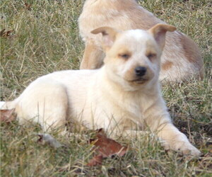 Australian Cattle Dog Puppy for sale in PINE GROVE, PA, USA