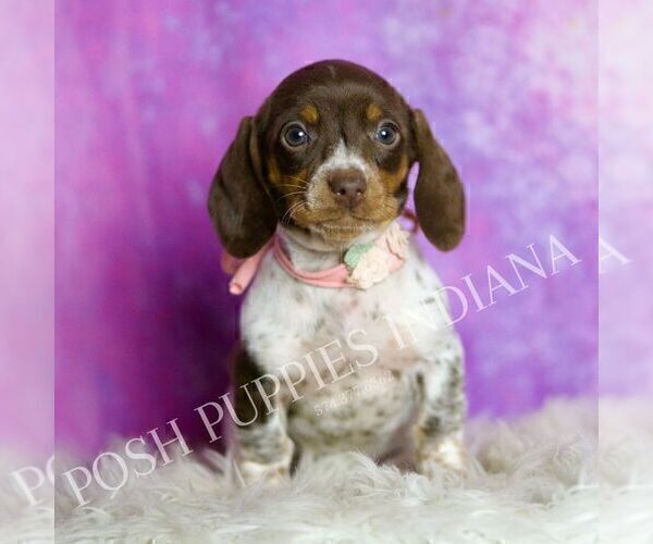 Medium Photo #2 Dachshund Puppy For Sale in WARSAW, IN, USA