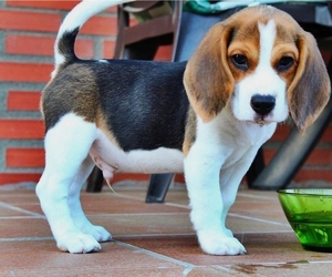 Beagle Puppy for sale in WASHINGTON, DC, USA