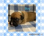 Puppy Light Blue Boxer