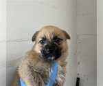 Small #1 German Shepherd Dog