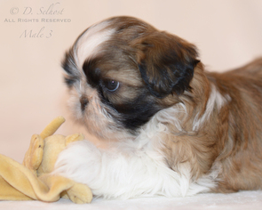Shih Tzu Puppy for sale in CONDON, MT, USA