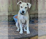 Small #7 American Pit Bull Terrier-Rat Terrier Mix