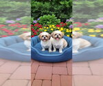 Small #1 Shih Tzu
