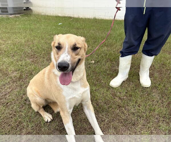 Medium Photo #6 Anatolian Shepherd-Unknown Mix Puppy For Sale in Rockaway, NJ, USA