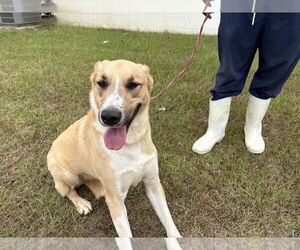 Anatolian Shepherd-Unknown Mix Dogs for adoption in Rockaway, NJ, USA