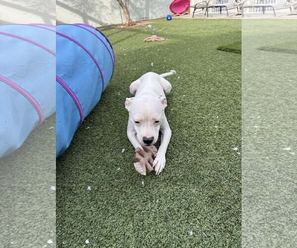 Medium Photo #3 Bullboxer Pit Puppy For Sale in phoenix, AZ, USA