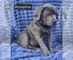 Small #4 Cane Corso