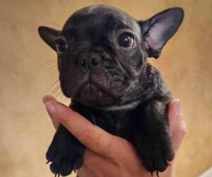 French Bulldog Puppy for sale in DESOTO, TX, USA