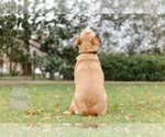 Small Photo #12 Labrador Retriever-Unknown Mix Puppy For Sale in Tuscaloosa, AL, USA