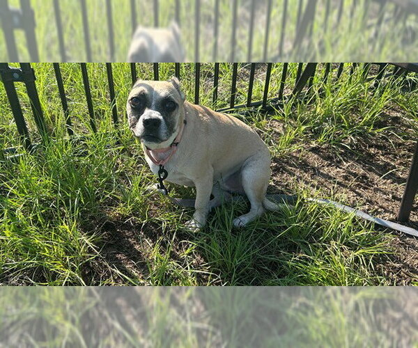 Medium Photo #1 American Pit Bull Terrier-Unknown Mix Puppy For Sale in Ocala, FL, USA