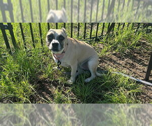 American Pit Bull Terrier-Unknown Mix Dogs for adoption in Ocala, FL, USA