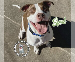 Spud - Male Staffordshire Bull Terrier-Unknown Mix Dog for Adoption - Photo #4