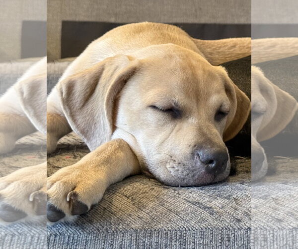 Medium Photo #2 Labrottie Puppy For Sale in MIDWAY, UT, USA