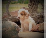 Small Photo #6 Goldendoodle Puppy For Sale in CHEYENNE, WY, USA