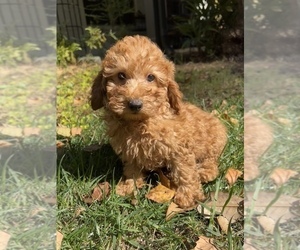 Poodle (Miniature) Puppy for sale in FORT MILL, SC, USA