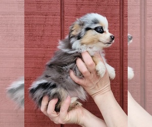 Miniature Australian Shepherd Puppy for sale in ELIZABETH CITY, NC, USA