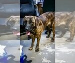 Small Mastiff