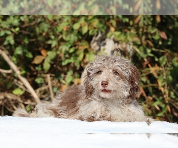 Medium Photo #21 ShihPoo Puppy For Sale in DYERSBURG, TN, USA