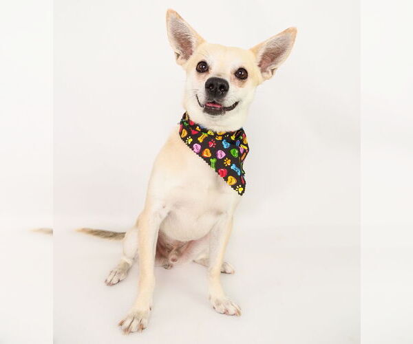 Medium Photo #3 Chihuahua-Unknown Mix Puppy For Sale in phoenix, AZ, USA