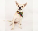 Small #2 Chihuahua Mix