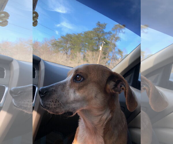 Medium Photo #2 Beagle-Unknown Mix Puppy For Sale in Blairsville, GA, USA