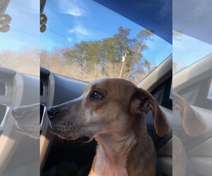 COPPER - Male Beagle-Unknown Mix Dog for Adoption - Photo #2
