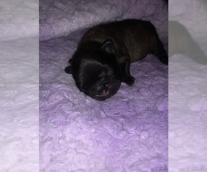 French Bulldog Puppy for sale in HAVERTOWN, PA, USA