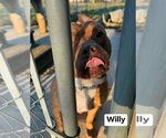 Small #7 American Staffordshire Terrier Mix