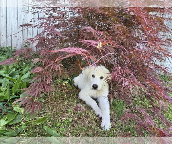 Medium Photo #1 Great Pyrenees Puppy For Sale in Bountiful, UT, USA
