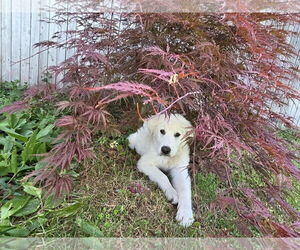 Great Pyrenees Dogs for adoption in Bountiful, UT, USA