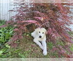 Small Great Pyrenees