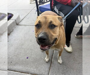 Mutt Dogs for adoption in Alameda, CA, USA