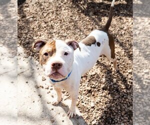 American Pit Bull Terrier-Unknown Mix Dogs for adoption in St. Louis Park, MN, USA