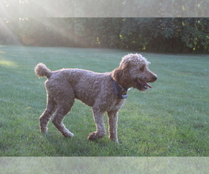 Father of the Goldendoodle-Poodle (Standard) Mix puppies born on 06/23/2022