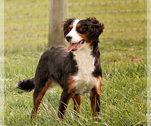 Mother of the Bernedoodle (Miniature) puppies born on 05/08/2025