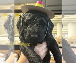 Puppy Snoop Goldendoodle
