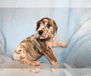 Daniff Puppy for sale in BENNINGTON, IN, USA