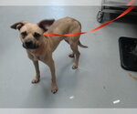 Small Labrador Retriever Mix