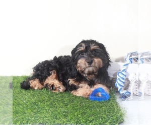 Cavapoo (Miniature) Puppy for sale in MOUNT VERNON, OH, USA
