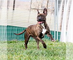 Small #4 Mutt