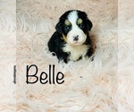 Small #4 Bernese Mountain Dog