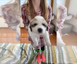Great Pyrenees Puppy for sale in ZIMMERMAN, MN, USA