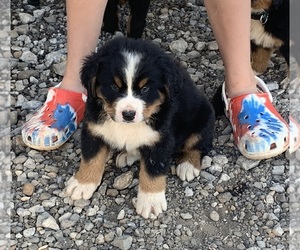 Bernese Mountain Dog Puppy for sale in LUNENBURG, MA, USA