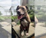 Small #3 American Pit Bull Terrier-Labrador Retriever Mix