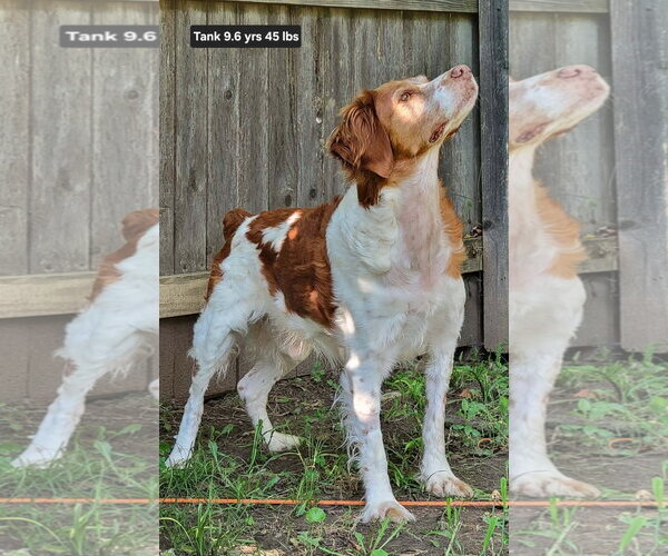 Medium Photo #4 Brittany Puppy For Sale in Curwensville, PA, USA