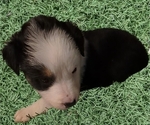 Puppy Abigale A Australian Shepherd